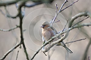 Chaffinch on forest background