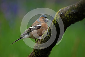 Chaffinch (Fringilla celebs) by Loch Awe