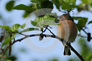 Chaffinch ( Fringilla coelebs )