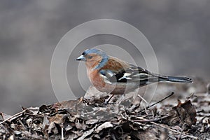 Chaffinch, Fringilla coelebs