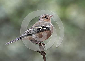 Chaffinch - Fringilla coelebs photo