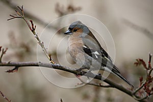 Chaffinch, Fringilla coelebs