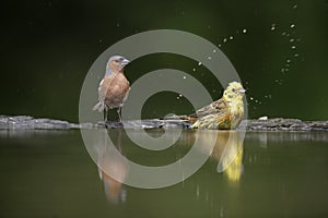 Chaffinch, Fringilla coelebs,