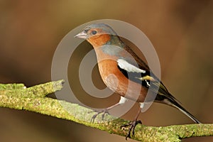 Chaffinch - Fringilla coelebs