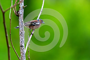 Chaffinch or Fringilla coelebs bird on branch in forest