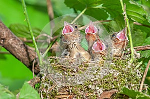 Chaffinch Fringilla coelebs chicks with their beaks wide open in their nest