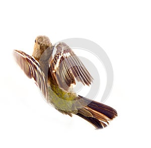 chaffinch (Fringilla coelebs) female, taking off bird