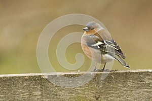 Chaffinch (fringilla coelebs) on fence