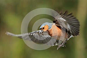 Chaffinch (Fringilla coelebs) in Flight photo