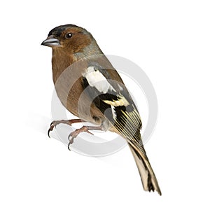 Chaffinch - Fringilla coelebs on its perch