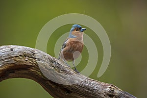 Chaffinch, Fringilla coelebs, male singing on a tree in a green forest