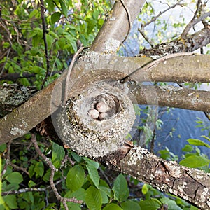 Chaffinch (Fringilla coelebs)