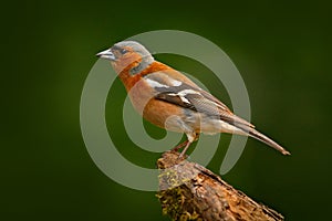 Chaffinch, Fringilla coelebs, orange songbird sitting on the nice green lichen tree branch with, little bird in nature forest habi