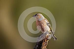 Chaffinch Fringilla coelebs perched on the endf a twig