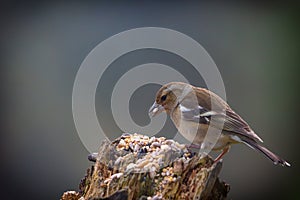 Chaffinch (Fringilla coelebs) perched and feeding at a domestic feeding station photo