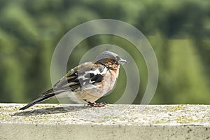 Chaffinch, Fringilla coelebs, single bird on wall,