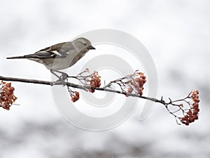 Chaffinch, Fringilla coelebs photo