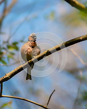 Chaffinch Fringilla coelebs sitting on the tree branch with blurred background photo