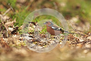 Chaffinch on the garden