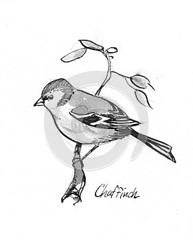 Chaffinch illustration