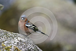 Chaffinch, a little colourful garden bird found in the UK