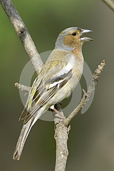 Chaffinch male / Fringilla coelebs