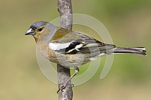 Chaffinch male / Fringilla coelebs photo