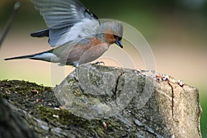 Chaffinch males