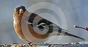 Chaffinch perched in the woods