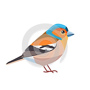 Chaffinch. Scientific name: Fringilla coelebs. Common chaffinch bird in the finch family Cartoon flat style beautiful