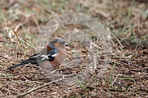 Chaffinch searches for food