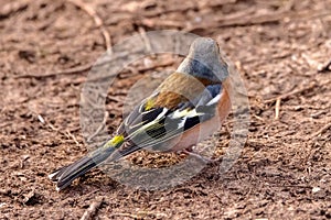 Chaffinch searches for food