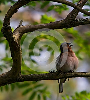 The Chaffinch