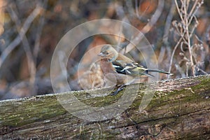 Chaffinch sits on a thick log in a forest park in late autumn