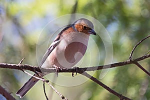 Chaffinch sitting on tree branch