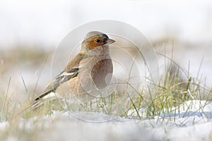 Pinzón en la nieve 