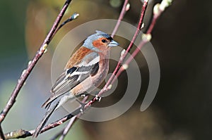 Chaffinch