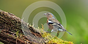 Chaffinch