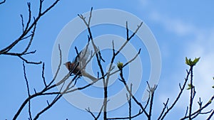 A chaffinch taking flight