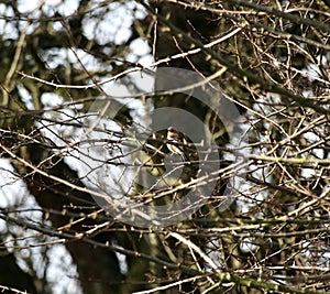 Chaffinch in a tree