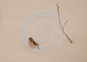 Chaffinch with twig on snow