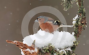 Chaffinch in Winter photo