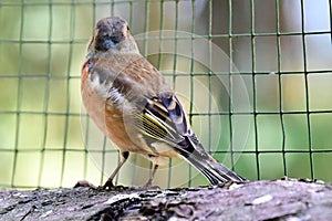 Chaffinch in the zoo colorful