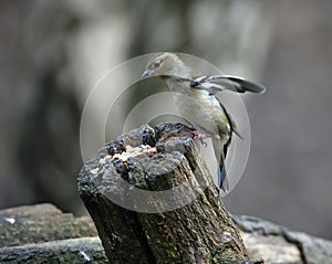 Chaffinches at a feeding site deep in the woods