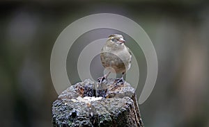 Chaffinches at a feeding site deep in the woods