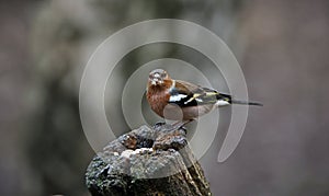 Chaffinches at a feeding site deep in the woods