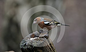 Chaffinches at a feeding site deep in the woods