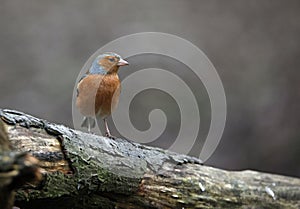 Chaffinches at a feeding site deep in the woods