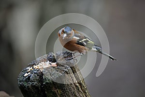 Chaffinches at a feeding site deep in the woods