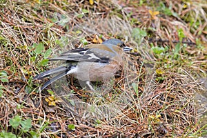 Chaffinches fringilla coelebs in Bujaruelo valley, Ordesa y Monte Perdido national park